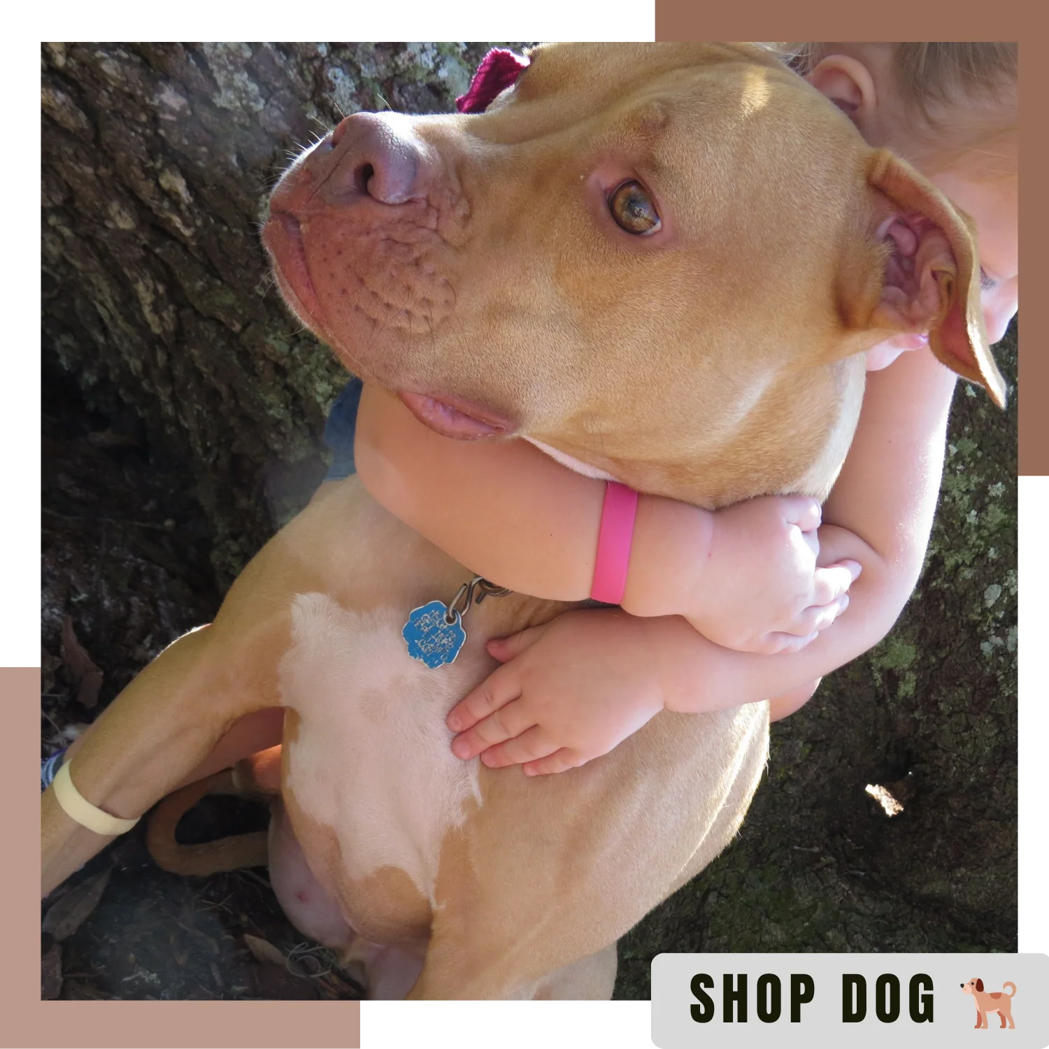 Anti Nausea for Dogs | M-L Dogs & Sick Puppy Band | NoMo Nausea Dog Bracelet - Image 8